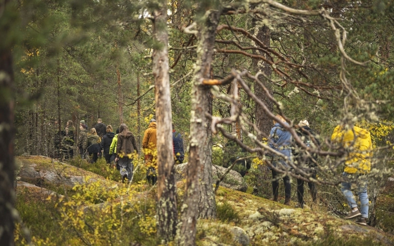 Forest mind retreat in Koli