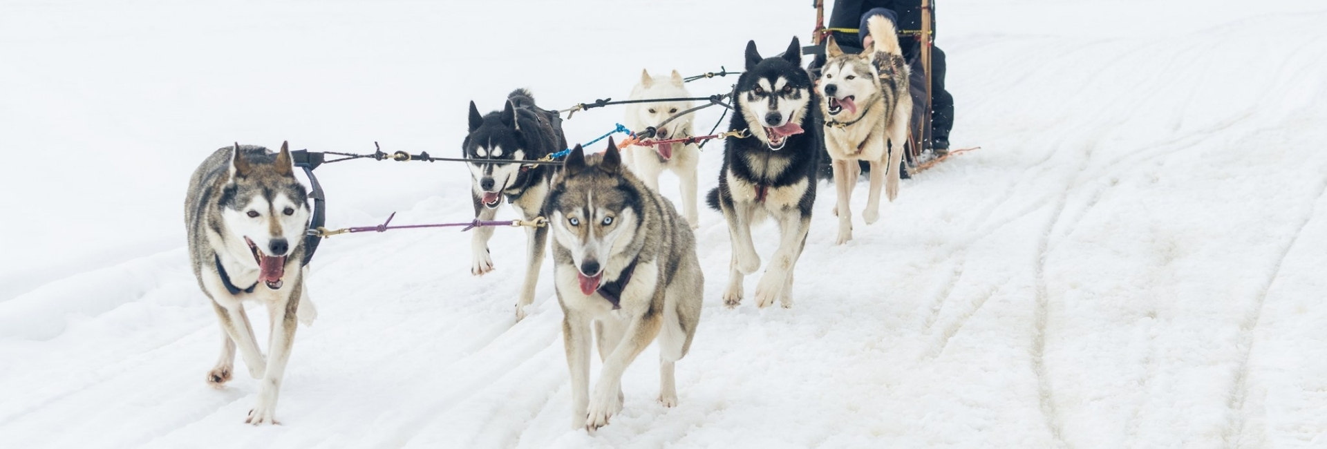 Husky safari Juuassa