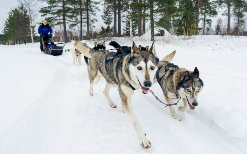 Husky safari in Juuka
