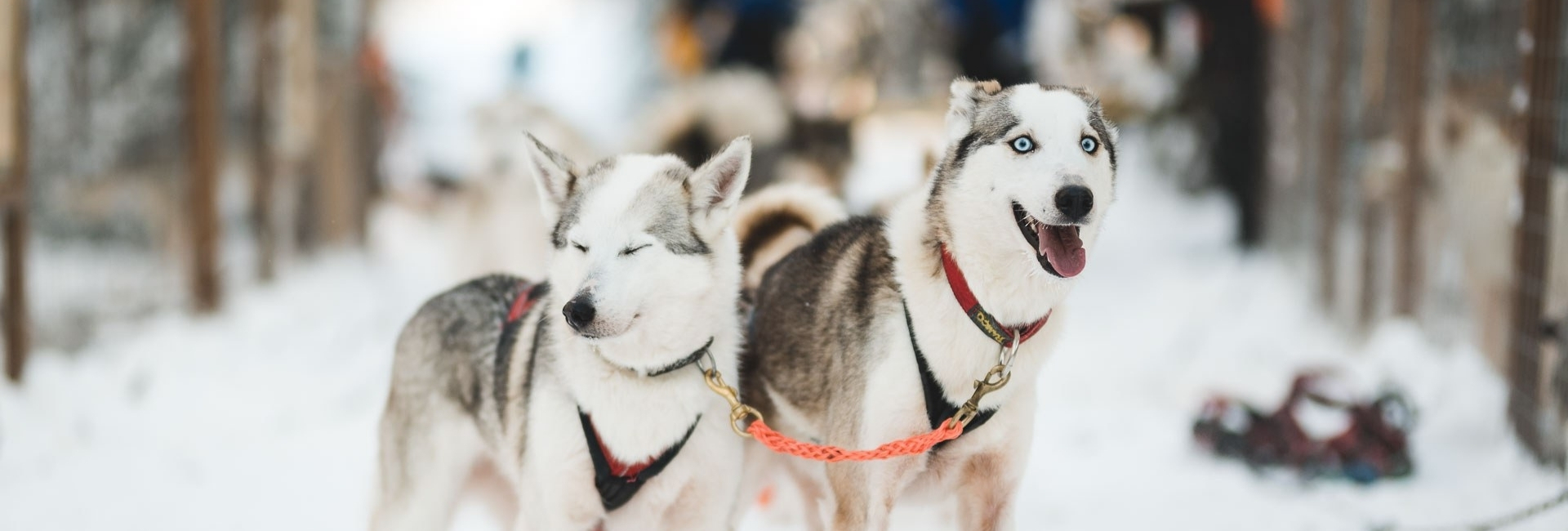 Husky safari in Juuka