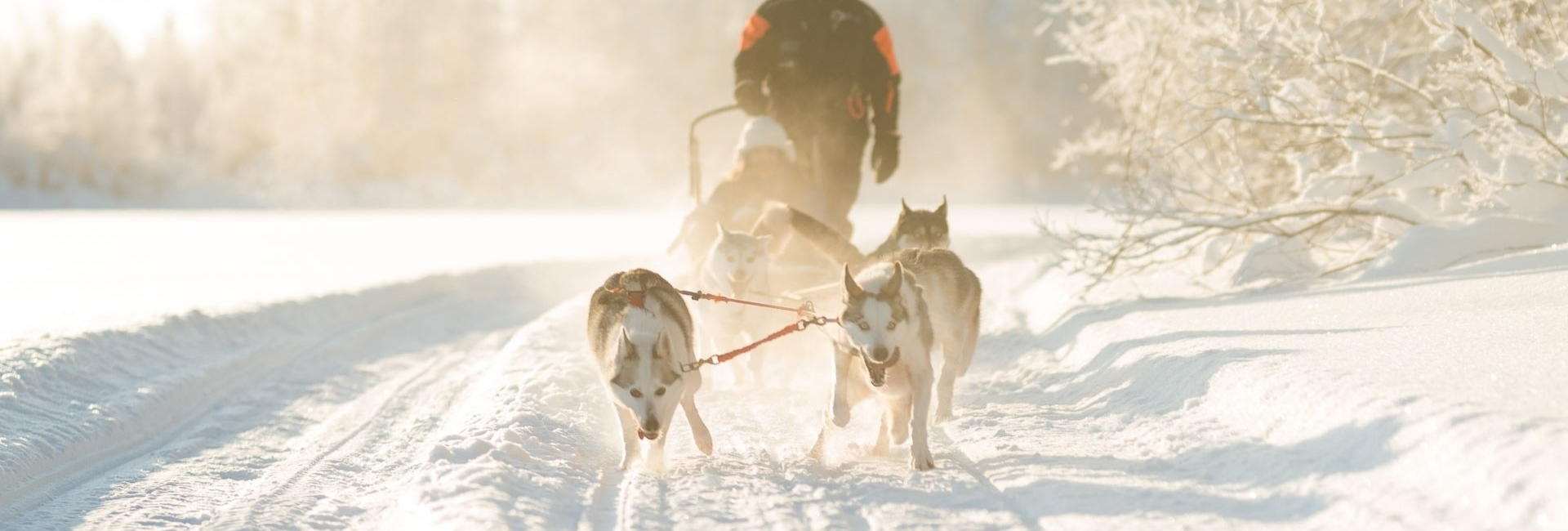 Husky safari in Juuka