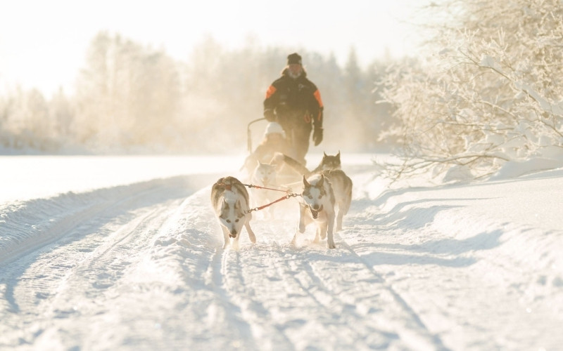 Husky safari in Juuka